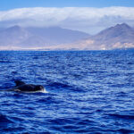 Lanzarote Delfin Tour Wale beobachten