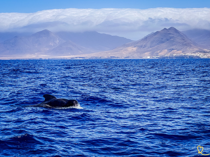 Dolphins in Lanzarote
