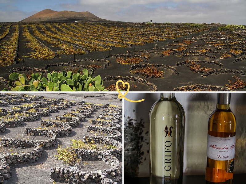 vin Lanzarote vignobles la geria el grifo