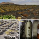 wine Lanzarote vineyards la geria el grifo