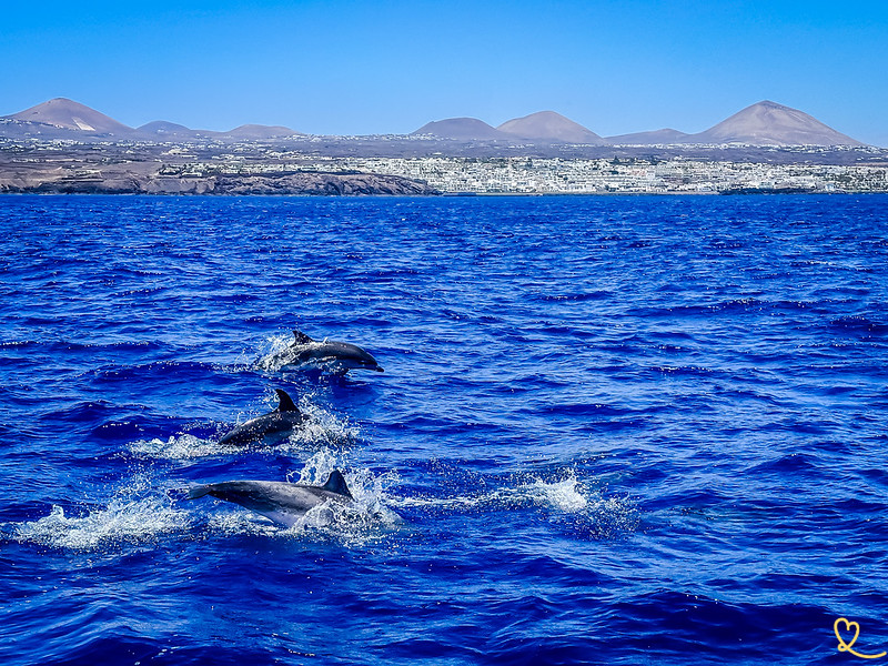 Bådtur med delfinsafari på Lanzarote