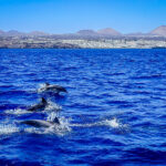 delfinspotting Lanzarote baleiner utflykter