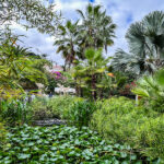 Lea nuestro artículo sobre el Jardín del Sitio Litre en Puerto de la Cruz, al norte de Tenerife.