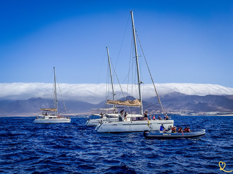 mejores-excursiones-barco-morro-jable-delfines